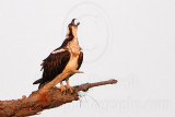 _MG_2418 Osprey.jpg