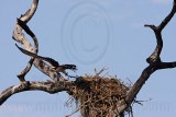 _MG_4295  Osprey.jpg
