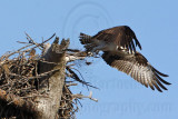 _MG_4805 Osprey.jpg