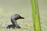 _MG_4385 Least Grebe.jpg