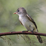 _MG_5400 Eastern Wood-Pewee.jpg