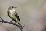 _MG_5615 Least Flycatcher.jpg