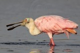 _MG_4436 Roseate Spoonbill.jpg