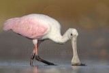 _MG_4564 Roseate Spoonbill.jpg