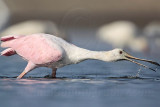 _MG_5297 Roseate Spoonbill.jpg