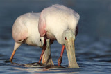 _MG_6109 Roseate Spoonbill.jpg