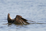 _MG_1527 Osprey.jpg