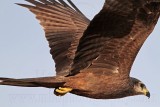 Black Kite_2749 .jpg