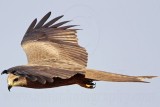 Black Kite_2772.jpg