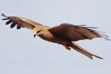 Black Kite_2779.jpg