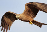 Black Kite_2805.jpg