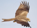 Black Kite_2831.jpg