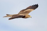 Black Kite_2834.jpg