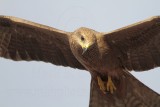 Black Kite_2880.jpg