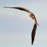 Black Kite_3839.jpg