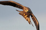 Black Kite_3841 .jpg