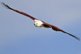 Brahminy Kite_2120 .jpg