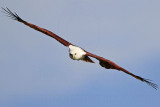 Brahminy Kite_2121 .jpg