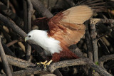 Brahminy Kite_2301 .jpg