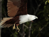 Brahminy Kite_2342 .jpg