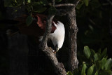 Brahminy Kite_2368 .jpg