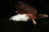 Brahminy Kite_2409 .jpg