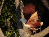 Brahminy Kite_3880 .jpg