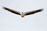 White-bellied Sea-Eagle_0882.jpg