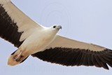 White-bellied Sea-Eagle_0901.jpg