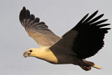 White-bellied Sea-Eagle_3962.jpg