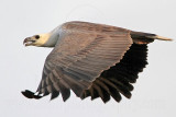 White-bellied Sea-Eagle_4034.jpg