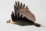 White-bellied Sea-Eagle_4040.jpg