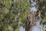 White-bellied Sea-Eagle_0466.jpg