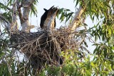 White-bellied Sea-Eagle_3418.jpg