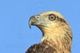 White-bellied Sea-Eagle_4161.jpg
