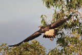 White-bellied Sea-Eagle_4168.jpg