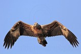 White-bellied Sea-Eagle_4210.jpg
