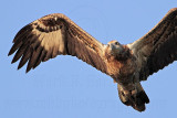 White-bellied Sea-Eagle_4213.jpg