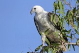 White-bellied Sea-Eagle_5044.jpg
