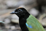 Rainbow Pitta_3722.jpg