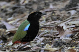Rainbow Pitta_9060.jpg
