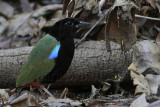 Rainbow Pitta_9071.jpg