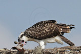 Osprey_4807.jpg