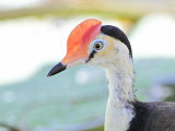 Comb-crested Jacana_1074.jpg