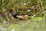 Comb-crested Jacana_2082.jpg