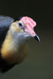 Comb-crested Jacana_2212.jpg