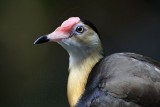 Comb-crested Jacana_9168.jpg