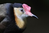 Comb-crested Jacana_9202.jpg