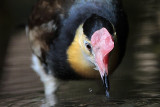 Comb-crested Jacana_9596.jpg