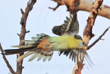 Hooded Parrot_4897.jpg